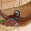 slothy
