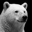 SnowBear