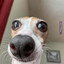 weinerdogenjoyer