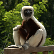 Zoboomafoo