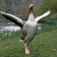 goose