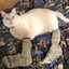 socks&#039;s