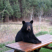 BearZ