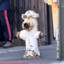 Brian Griffin Fire Hydrant