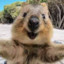 Quokka