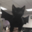 BatCat