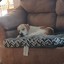 tinypuppy