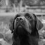 bad dog 15 rus
