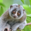 slow_loris