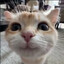 smile cat