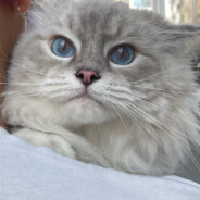 我是牛子精灵扣1牛子变大