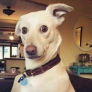 你老冯在天上飞