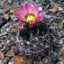 sclerocactus