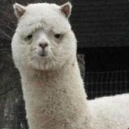 媽媽說不要打頭