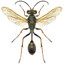 Sceliphron