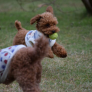 ハリボテエレジーVer2.0