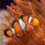 Clown Fish paranoid.gg