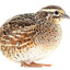 Quail Gobbler