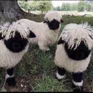 可否送场梦境于我