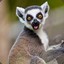 PsychoticLemur