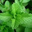 Mint-