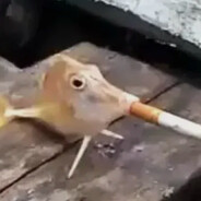 老乡我们还种地吗？