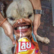 ／人◕ ‿‿ ◕人＼