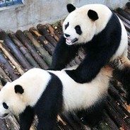 БелГУ----РГПУ