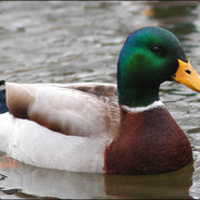 Lord Mallard