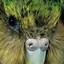 Kakapo