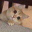 恥ずかしがり屋のかわ