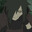 Madara