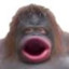 Monke