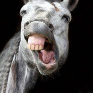 EselRocktDenBums #2fly2die☼♫