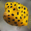 Frog-Fish
