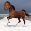Kanye Häst