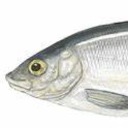 2 kg siika