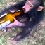 Мавпа Їбанута