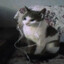 gatinho musica