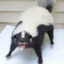 skunkZ