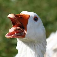 just a random goose