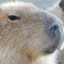 Capybara