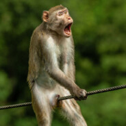 волк с луз стрик