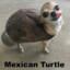 -MexicanTurtle-