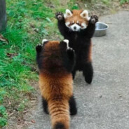 社会主义小铁锤