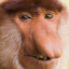Mönkey