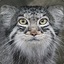 ManuL