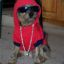 PimpThugDog5