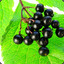 Elderberry