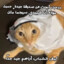 GATO ARABE FILHO DUMA PUTTA